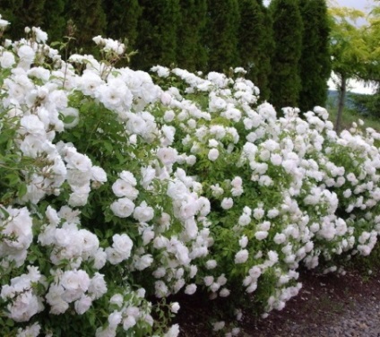 Minunat grădină - trandafiri floribunda