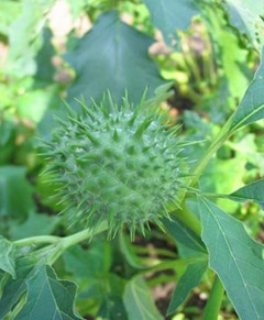 Datura obișnuită (datura iarbă) - utilizare, proprietăți, rețete, tratament, aplicare