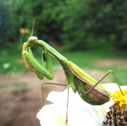 Dublurile și mistitorii, o insectă asemănătoare unui lăcustă, încă nu sunt lăcuste