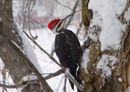 Woodpecker, egy érdekes madár (madár) Woodpecker, érdekes madár