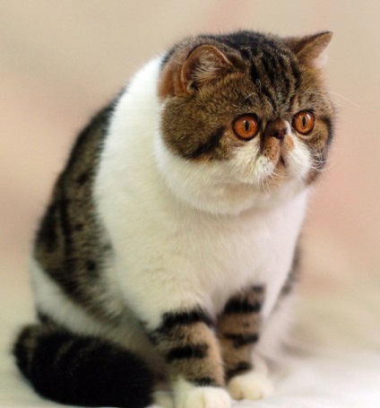 Egzotikus rövidszőrű macska (exot)