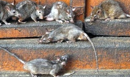 Dacă șobolanii alergă în curtea dvs., vă plângeți la rospotrebnadzor - articole și știri