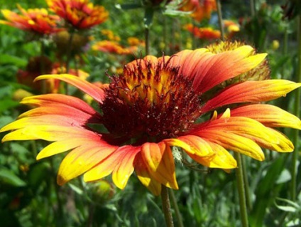 Echinacea plantare și îngrijire, specii și soiuri, fotografie