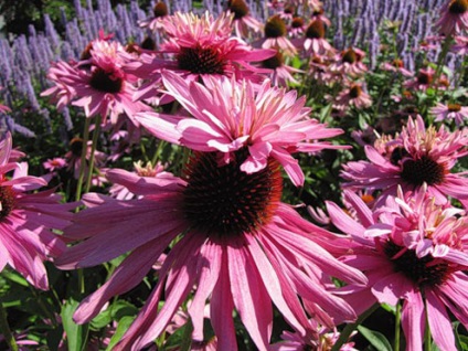 Echinacea plantare și îngrijire, specii și soiuri, fotografie