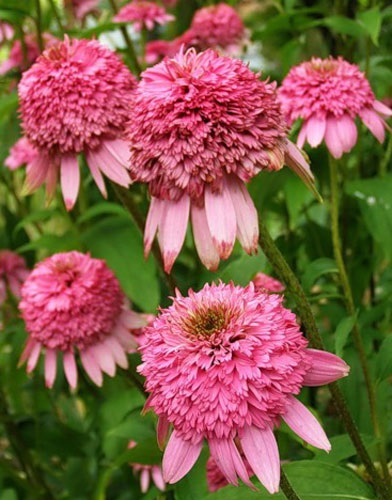 Echinacea plantare și îngrijire, specii și soiuri, fotografie