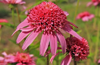 Echinacea plantare și îngrijire, specii și soiuri, fotografie