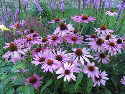 Echinacea plantare și îngrijire, specii și soiuri, fotografie