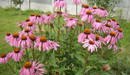 Echinacea - crescând în grădină, idei frumoase pentru grădină