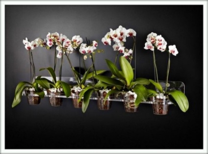 Phalaenopsis (phalaenopsis)