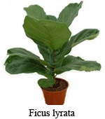 Ficus - îngrijirea plantei, udarea adecvată, selecția solului, reproducerea, îngălbenirea și picurarea