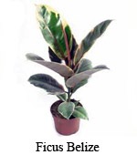 Ficus - a növény gondozása, megfelelő öntözés, talajkiválasztás, reprodukálás, sárgulás és csepegés