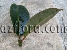 Ficus - îngrijirea plantei, udarea adecvată, selecția solului, reproducerea, îngălbenirea și picurarea