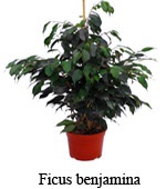 Ficus - îngrijirea plantei, udarea adecvată, selecția solului, reproducerea, îngălbenirea și picurarea