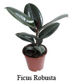 Ficus - îngrijirea plantei, udarea adecvată, selecția solului, reproducerea, îngălbenirea și picurarea