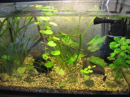 Sunsun szűrő és aquael akvárium szűrő