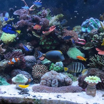 Sunsun szűrő és aquael akvárium szűrő