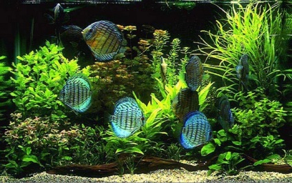 Filtru Sunsun și filtru de acvariu Aquael