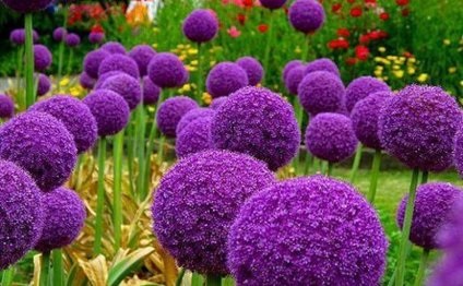Purple Title virágok