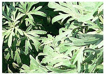Artemisia în oncologia pelinului și tratamentul cancerului