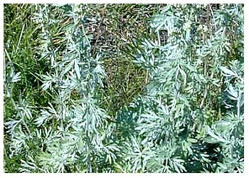 Artemisia în oncologia pelinului și tratamentul cancerului