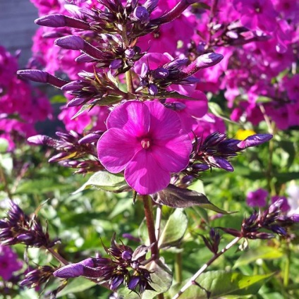 Floxes fotografie, plantare, îngrijire, cultivare