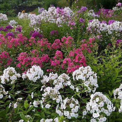 Floxes fotografie, plantare, îngrijire, cultivare