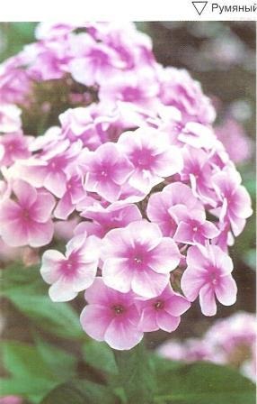 Phlox - grădini din Siberia