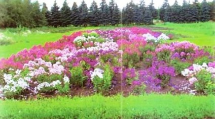 Phlox - grădini din Siberia