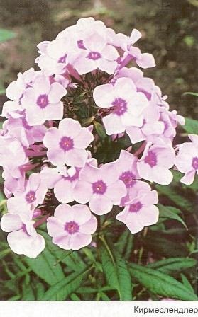 Phlox - grădini din Siberia