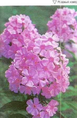 Phlox - grădini din Siberia