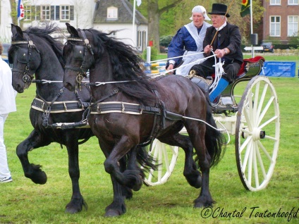 Calul frisian (friza) este un transportator grațios greu