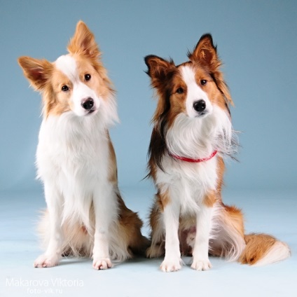 Galerie de câini de rasă border-collie fotografii frumoase de calitate de pui și câini adulți