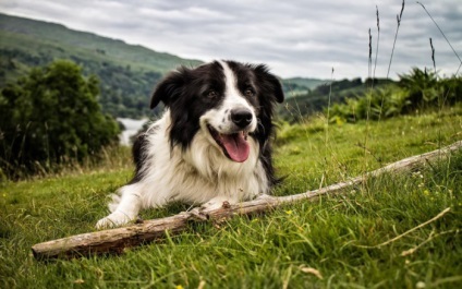 Galerie de câini de rasă border-collie fotografii frumoase de calitate de pui și câini adulți