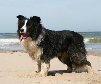 Galerie de câini de rasă border-collie fotografii frumoase de calitate de pui și câini adulți