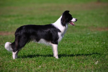 Galerie de câini de rasă border-collie fotografii frumoase de calitate de pui și câini adulți