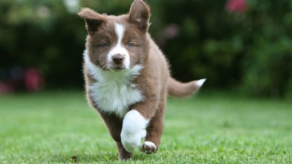 Galerie de câini de rasă border-collie fotografii frumoase de calitate de pui și câini adulți