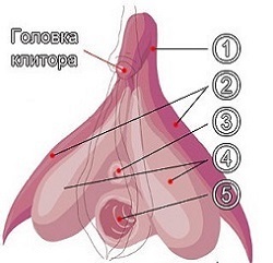 Hol van a lányok klitorisza és hogyan találják meg