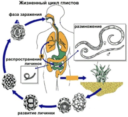 Helminthiasis - simptome, tratament și prevenire