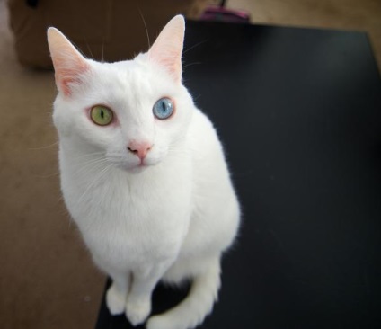 Heterochromia ochilor la om, prointerest