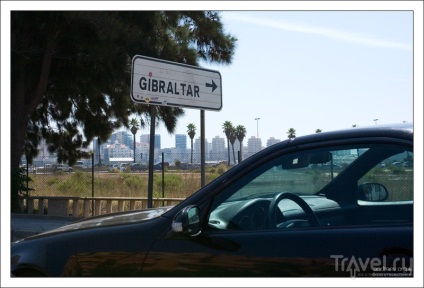 Maimuțe rock din Gibraltar