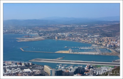 Maimuțe rock din Gibraltar