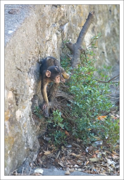 Maimuțe rock din Gibraltar