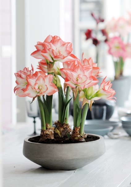 Hippeastrum (45 imagini) plantare, cultivare, îngrijire