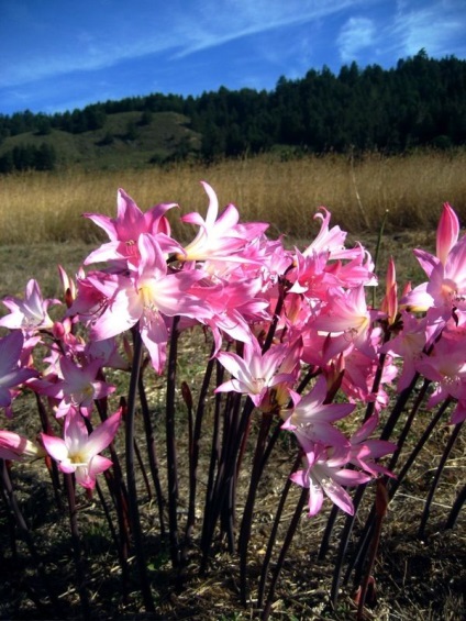 Hippeastrum (45 imagini) plantare, cultivare, îngrijire