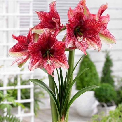 Hippeastrum (45 imagini) plantare, cultivare, îngrijire