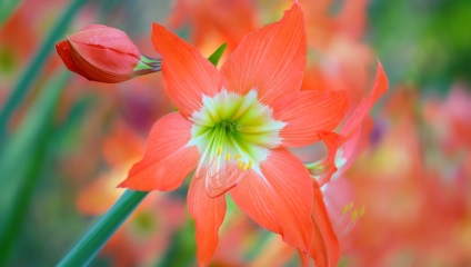 Hippeastrum (45 снимки) засаждане, отглеждане, грижи