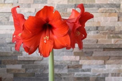 Hippeastrum (45 imagini) plantare, cultivare, îngrijire