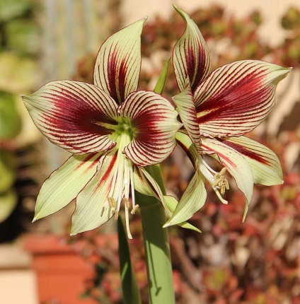 Hippeastrum (45 imagini) plantare, cultivare, îngrijire