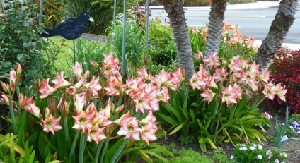 Hippeastrum (45 imagini) plantare, cultivare, îngrijire