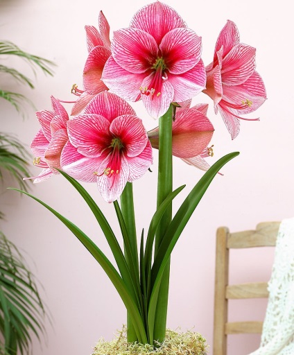 Hippeastrum (45 imagini) plantare, cultivare, îngrijire